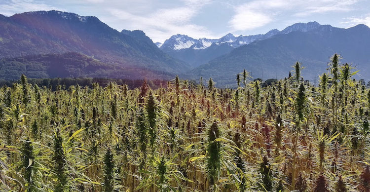 cannabis indica consegnata a domicilio a Milano e provincia