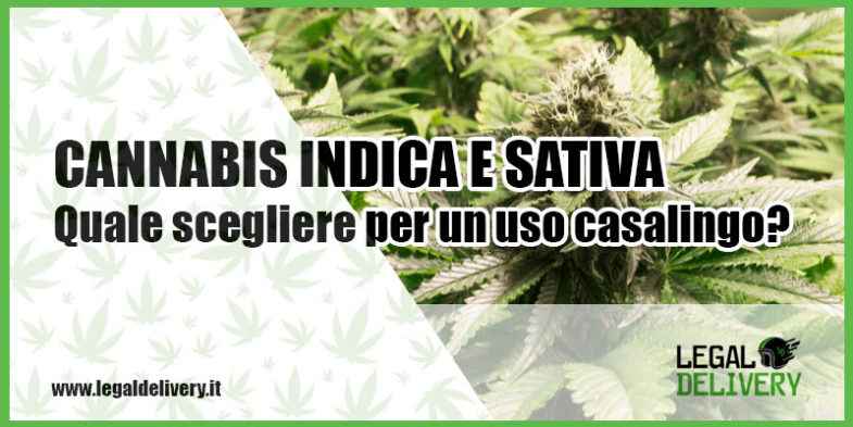 differenze cannabis sativa o indica per uso caslingo
