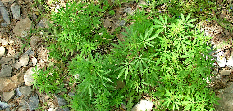 sativa o indica consumo casalingo