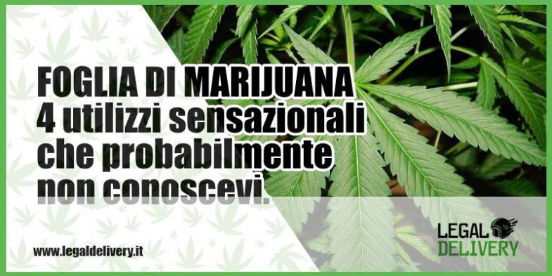 Foglia Di Marijuana Legaldelivery Blog