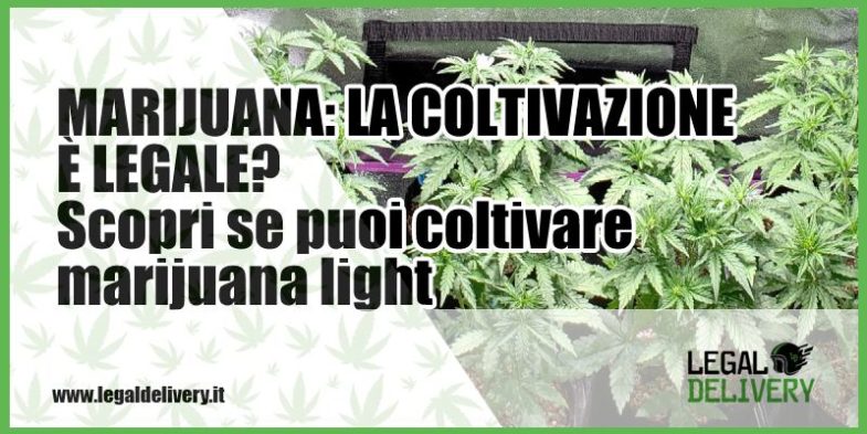 marijuana coltivazione legale