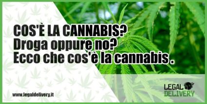 cos'è la cannabis