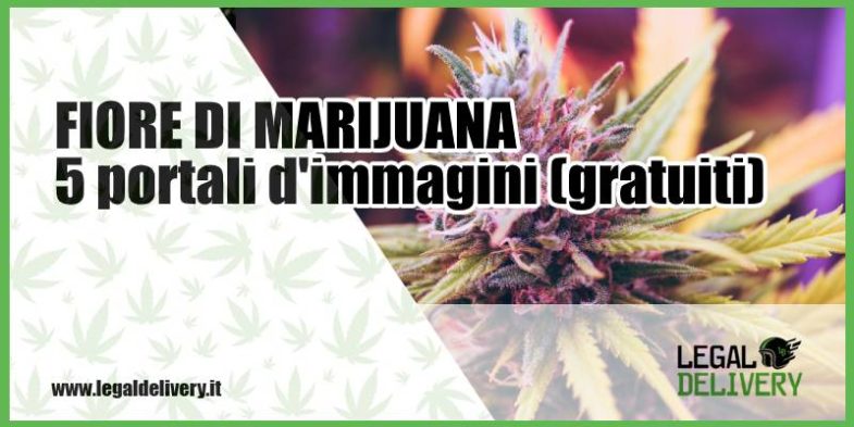 fiore di marijuana