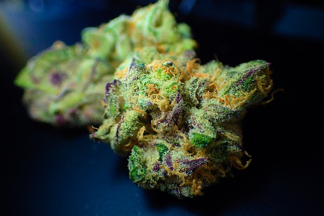 fiore di marijuana foto