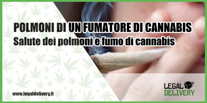 polmoni di un fumatore di cannabis