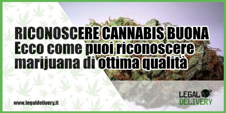 riconoscere cannabis buona
