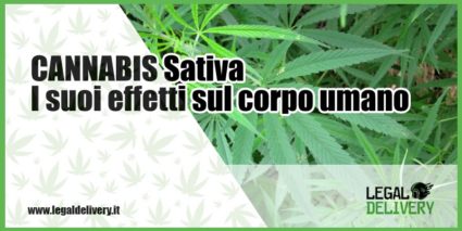 Cannabis Sativa