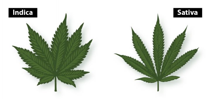Cannabis Sativa e indica differenze