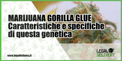 gorilla glue marijuana light milano