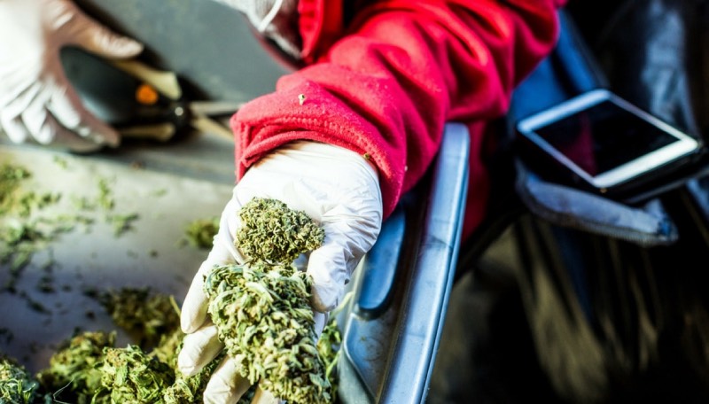 cannabis legale in Italia news