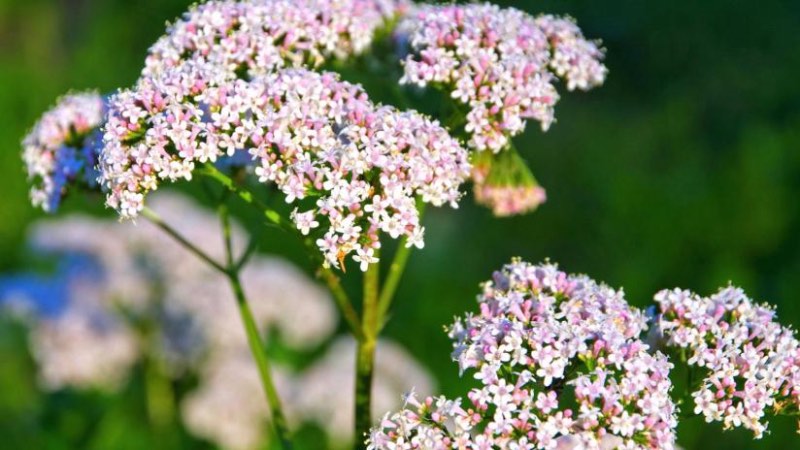 valeriana per rilassarsi